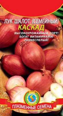 Лук шалот сорт Каскад