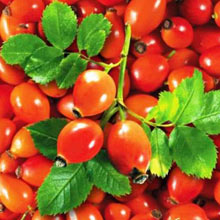 ягоды шиповника полезные свойства
