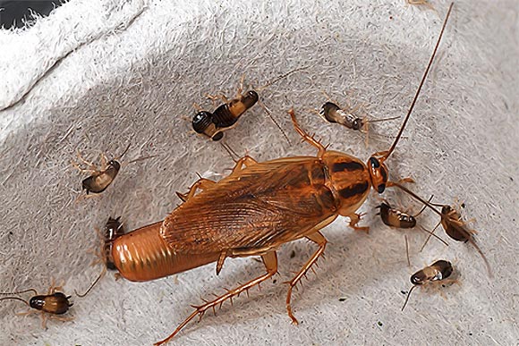 как размножаются тараканы