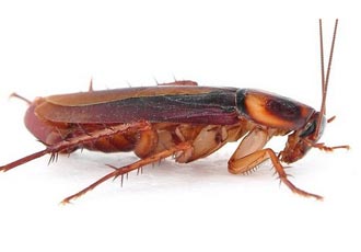 Самка рыжего таракана