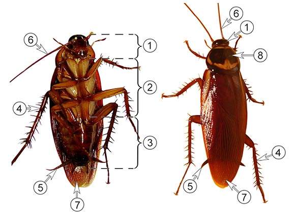 строение таракана