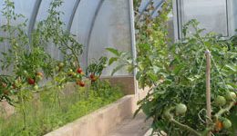 как выращивают томаты в теплице