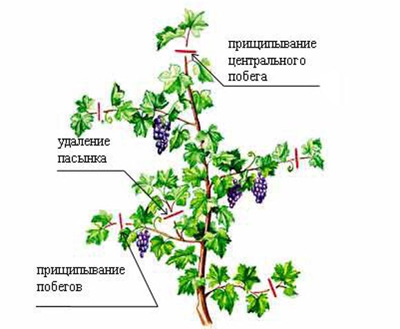 Обрезка Винограда Фото Обрезка Винограда Фото