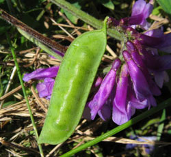 Vicia faba L. - садовый боб