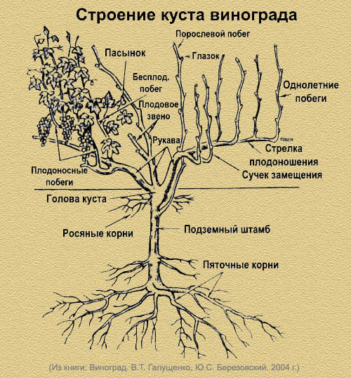 обрезка винограда весной для начинающих