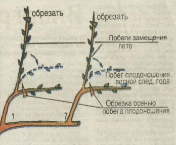 Фото Обрезки Винограда