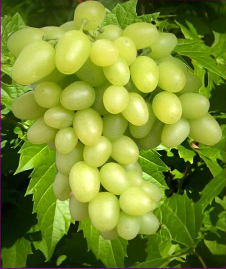 виноград сорта Аркадия