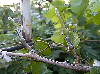 обрезка винограда осенью