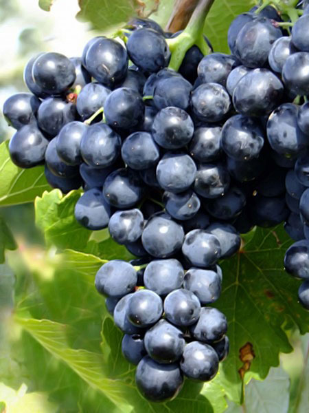 виноград сорта Молдова