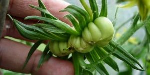 Выращивание томатов - проблемы и их решения