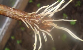 Проращивание корней янтарной кислотой