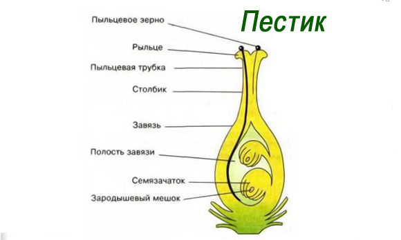 строение пестика