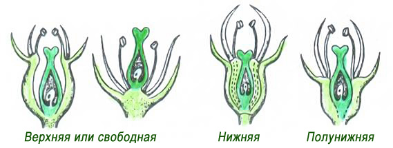 виды завязи