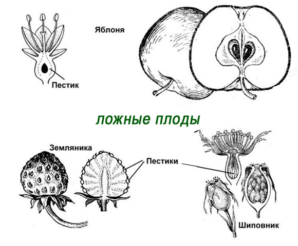 ложные плоды