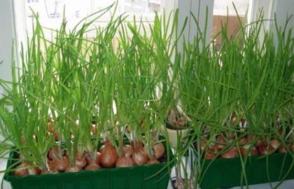 выращивание зелени на подоконнике зимой